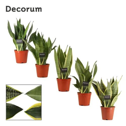 Sansevieria Super mix 12 Cm (decorum) črepník 12 cm