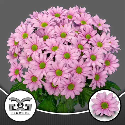 Chr T Ballerina Pink 70 cm