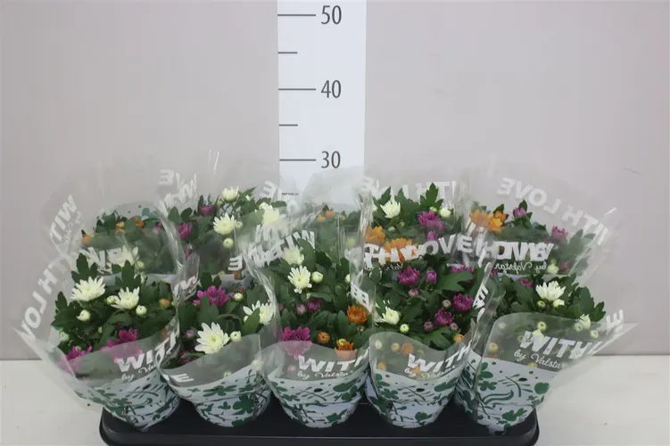 Chryzantéma črepníková Carnaval Autumn črepník 12 cm
