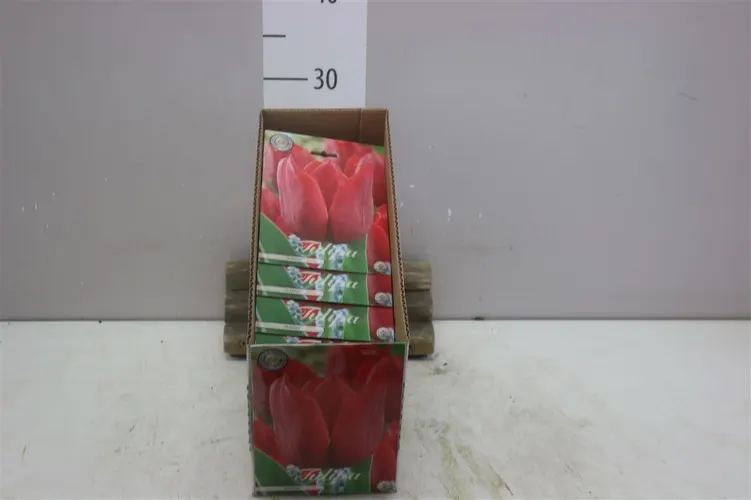 Bol Tulp Triumph Seadov X10