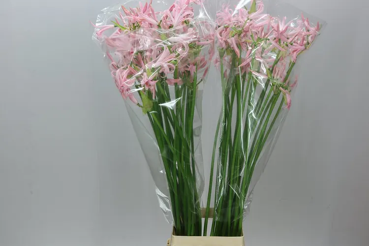 Nerine Bo Sofie Artistic 75 cm