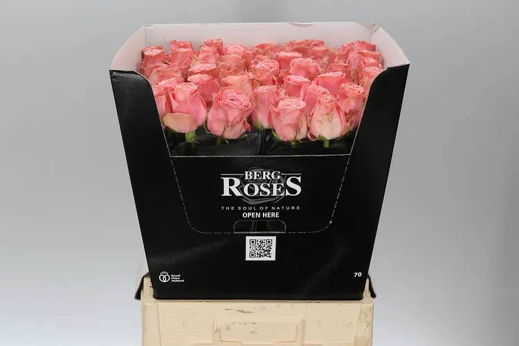 Rosa Gr Sophia Loren 70 cm