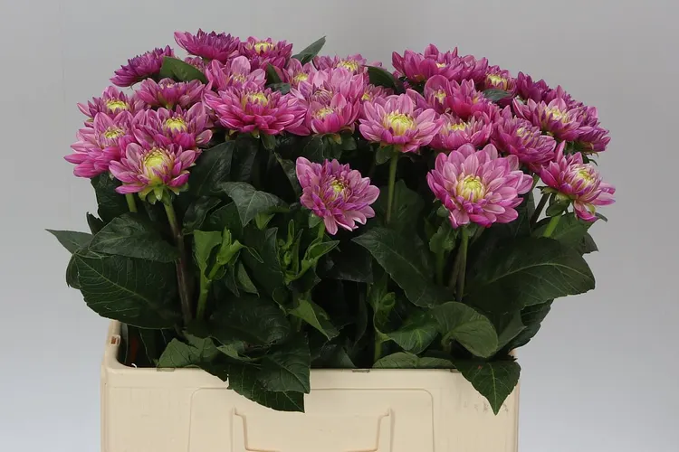 Dahlia Anna Marie 50 cm