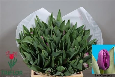 Tulipán strapkatý Clemente 42 cm