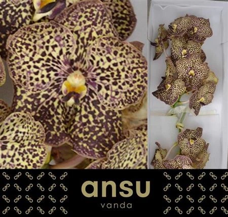 Orchidea Vanda Su Oce Mocha