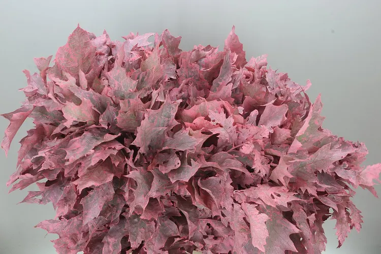 Quercus Painted Pink 80 cm