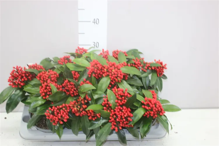 Skimmia Reevesiana 5-6 črepník 15 cm