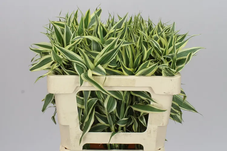 Drac San White Green 50cm 50 cm