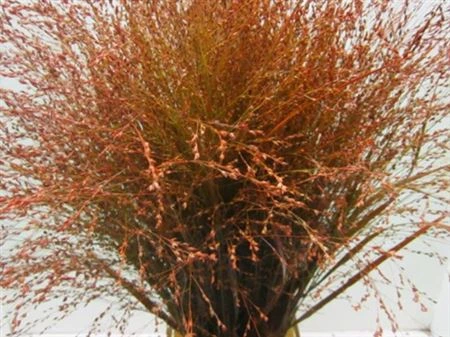 Panicum farbené Orange 90 cm