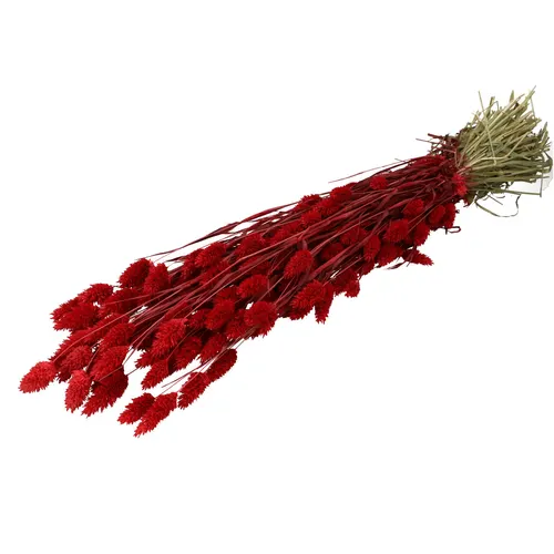 Sušený kvet Phalaris červená 70 cm