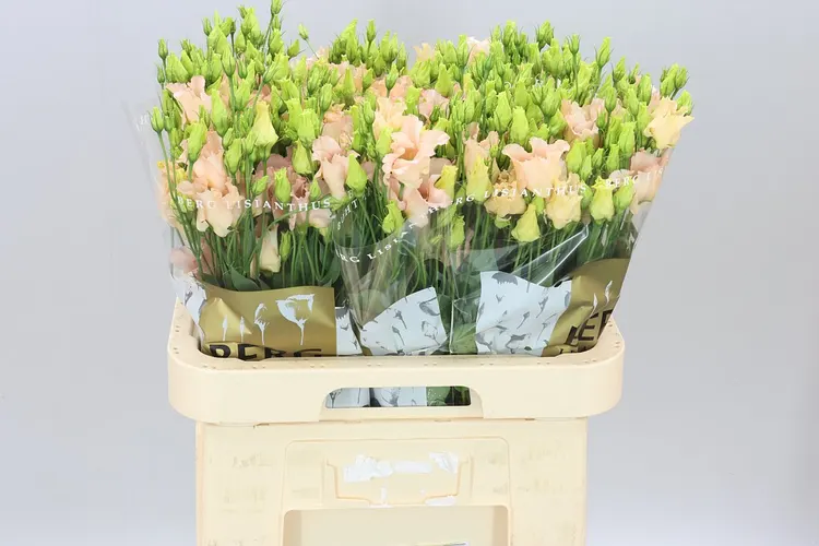 Eust E Falda Apricot 70 cm
