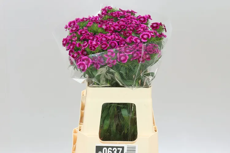 Di Barb Sweet Will Magenta Bicolor 55 cm