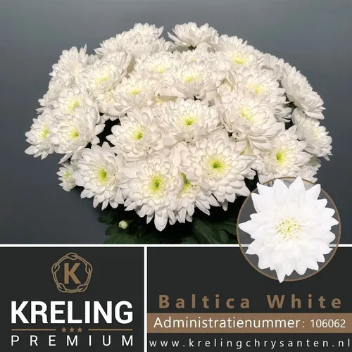 Chryzantéma trsová Baltica 70 cm