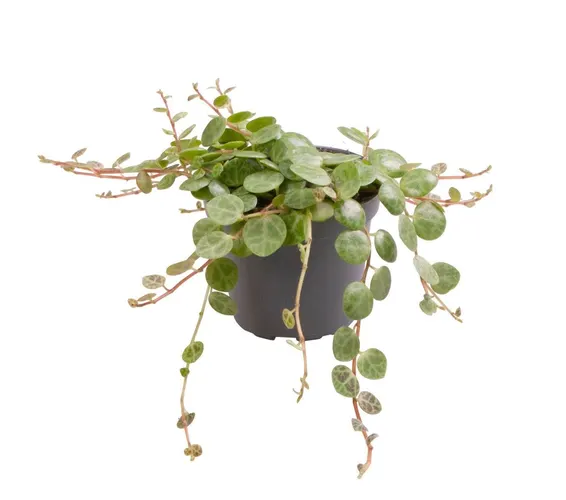 Peperomia Prostrata črepník 6 cm