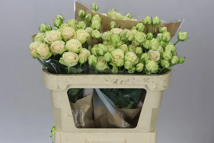 Rosa Tr Whitney 70 cm