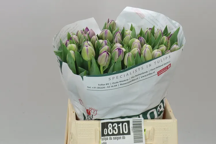 Tulipán plnokvetý Saigon Double 42 cm