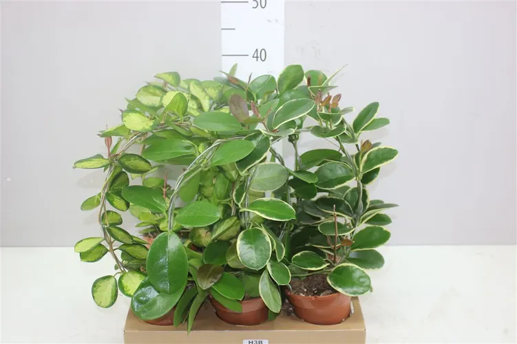 Hoya Gemengd Boog črepník 12 cm