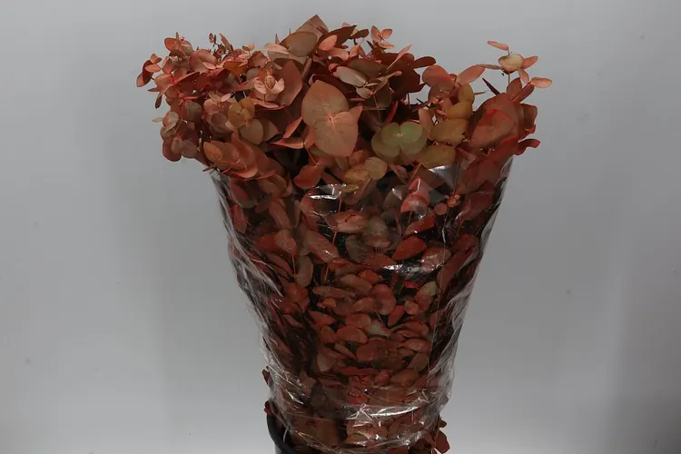 Cinerea Orange 75 cm
