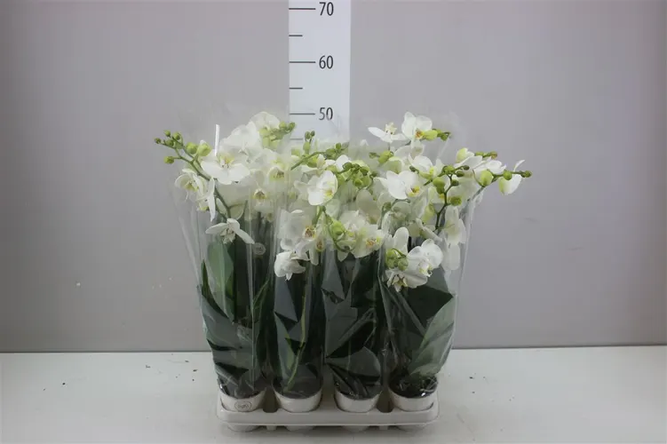 Orchidea Phalaenopsis Midi biela, 2 výhony črepník 9 cm
