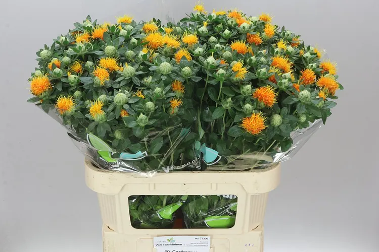 Carthamus T Zanzibar 80 cm