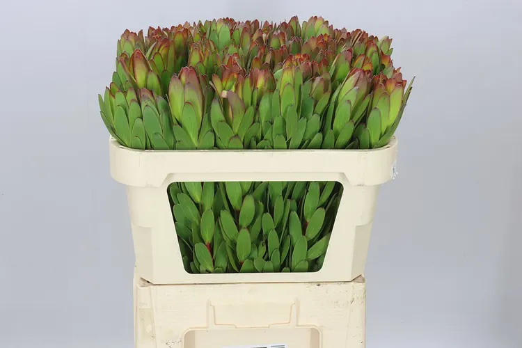 Leucadendron Safari Goldstrike 70 cm
