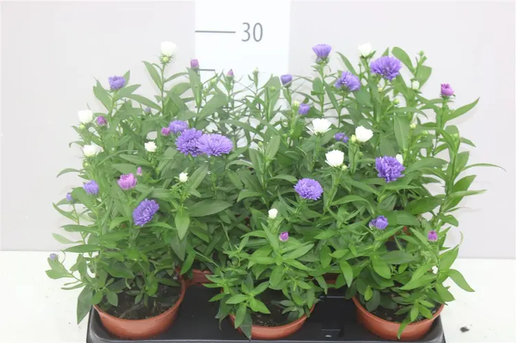 Aster Nb Victori mix črepník 11 cm