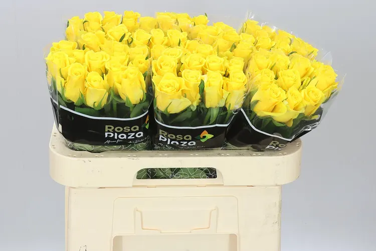 Rosa Gr Moonwalk 60 cm