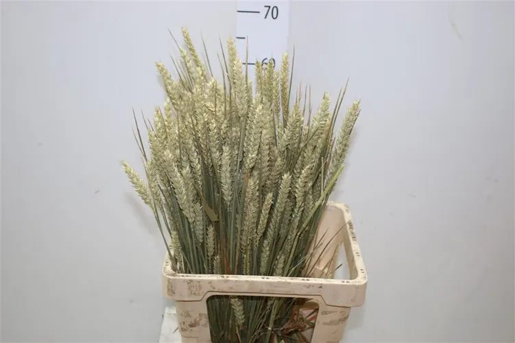 Dried Wheat Naturel 60 cm