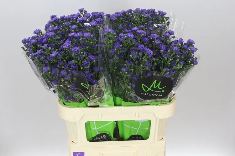 Aster Astee Dark Milka 80 cm