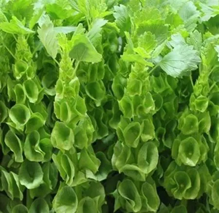 Moluccella 80 cm