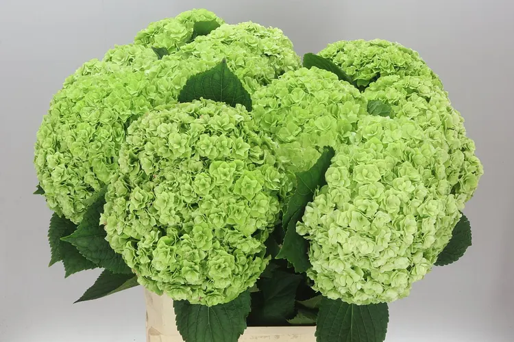 Hortenzia Highness Classic 80 cm