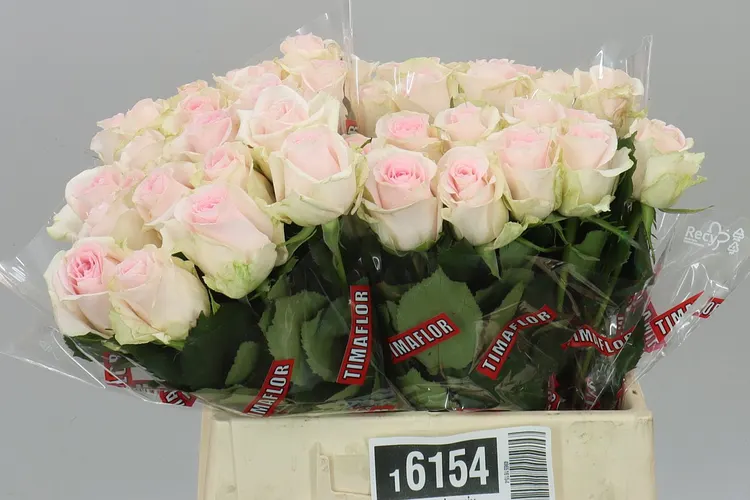 Rosa Gr Sweet Revival 40 cm