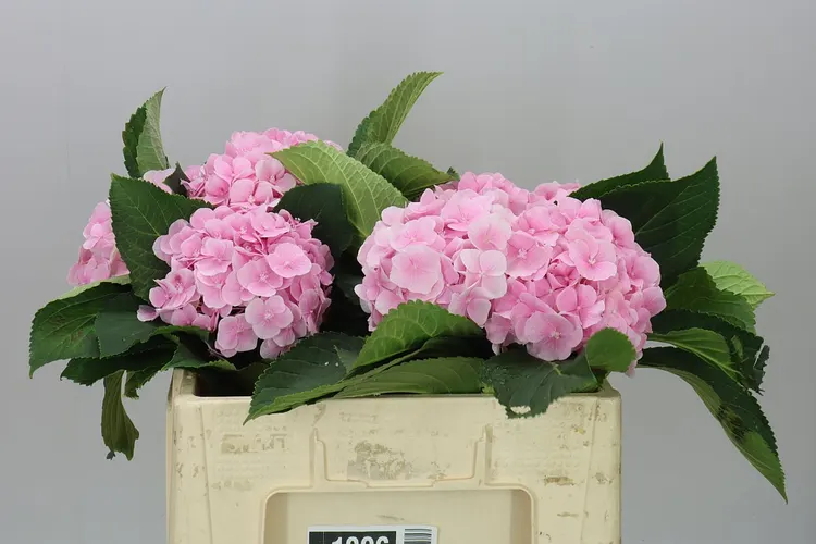 Hyd Verena Pink Pale 50 cm