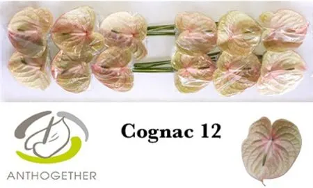 Anth Cognac