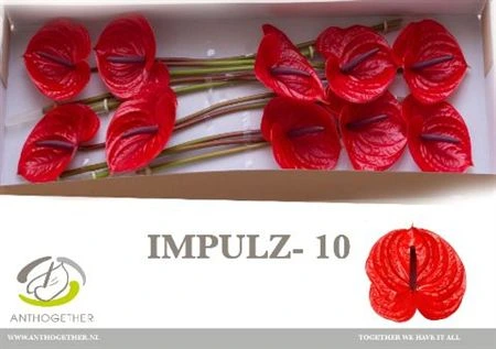 Antúrium Impulz