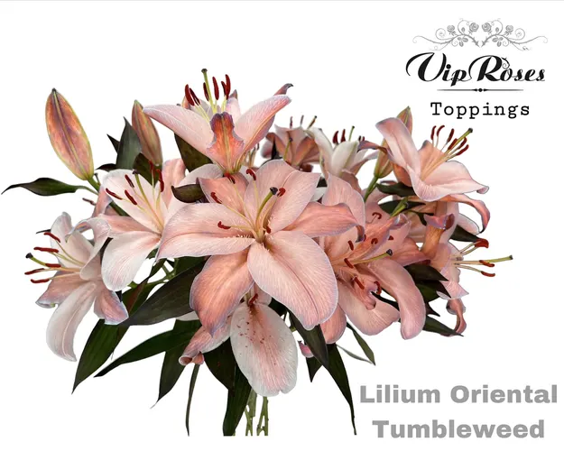 Li Or Tumbleweed 95 cm