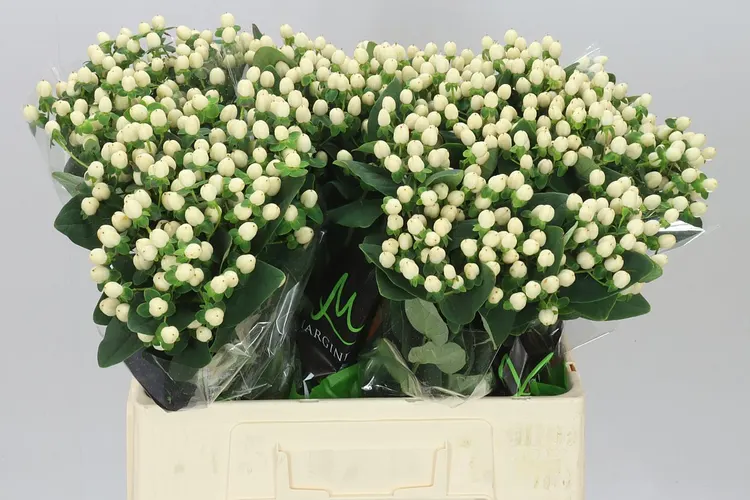 Hyp Sisu Twinkle 60 cm