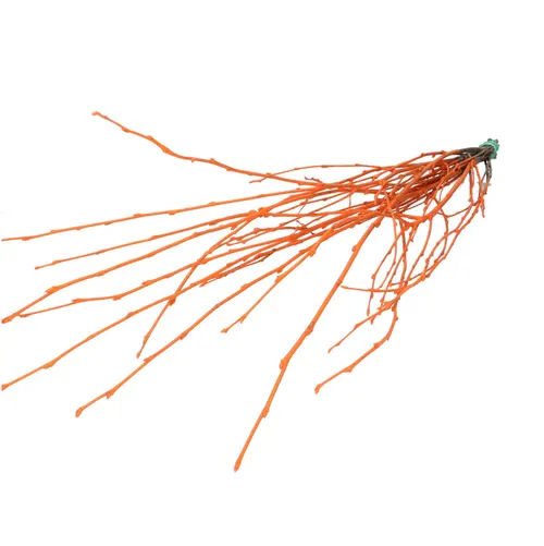 Sušený materiál breza vetva oranžová 70 cm