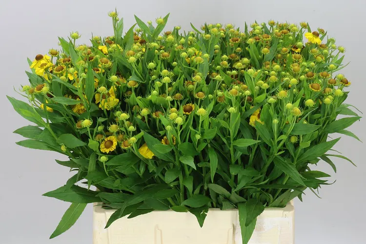 Helenium Choco Dip 60 cm