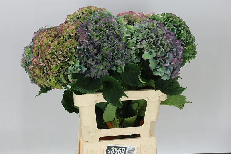 Hortenzia Parade Classic 65 cm