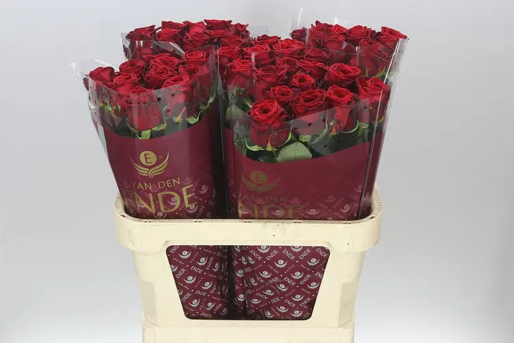Ruža Red Naomi Ende 80 cm