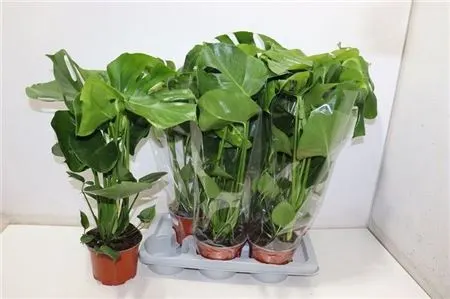 Monstera Deliciosa črepník 17 cm