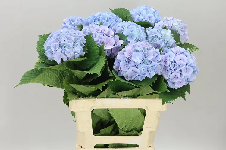 Hortenzia Lolly Pop Blue 60 cm