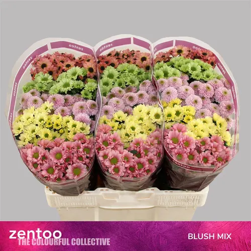 Chryzantéma santini Blush mix 55 cm