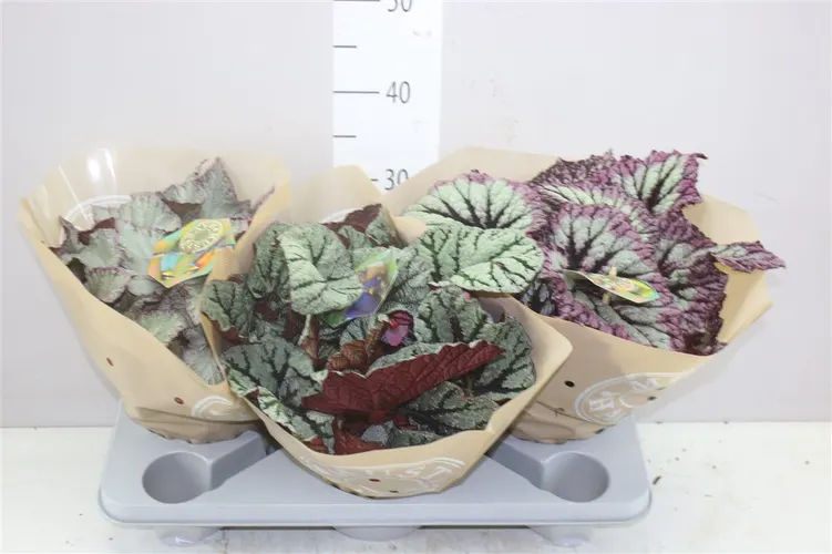 Begonia Blad Beleaf Gemengd črepník 17 cm