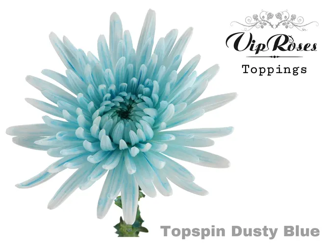 Chryzantéma veľkokvetá Topspin Dusty Blue 70 cm