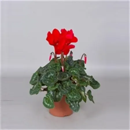 Cyclamen Gr Red črepník 13 cm