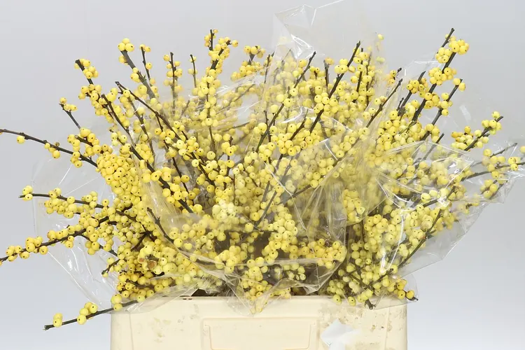 Ilex Citronella 60 cm