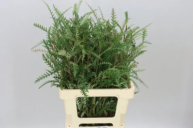 Grevilea Ivanhoe 60 cm