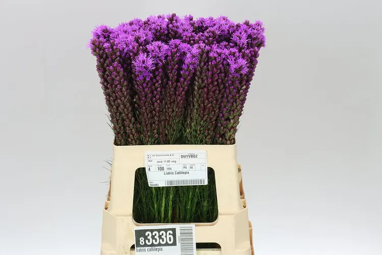 Liatris Callilepis 60 cm